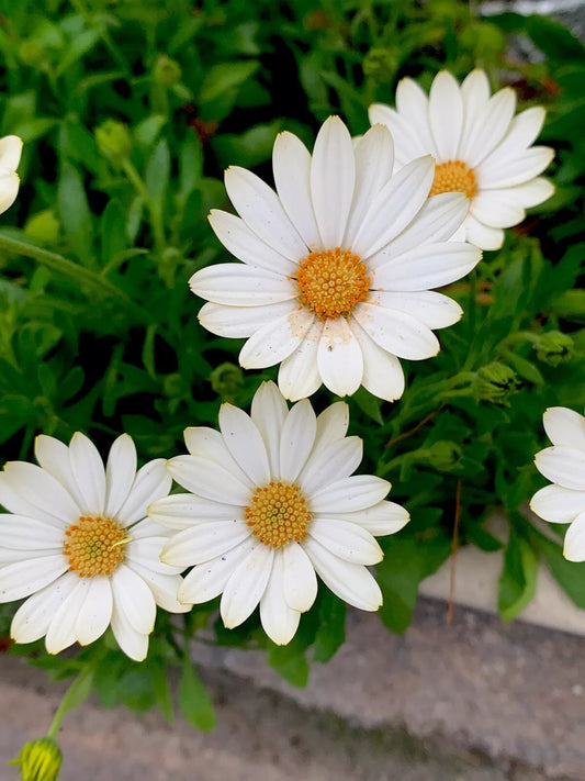 African Daisy Plant, 12-18” Height, Cream and Yellow, Perennial, 5 Inch Pot, Osteospermum