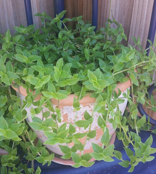 Callisia Cordifolia Green Trailing Wandering Jew Plant - EZ Care Indoor Houseplant