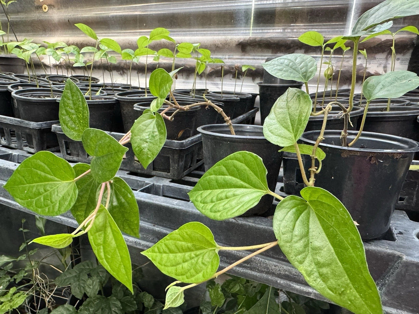 Chewing Betel Leaf Vine Plant - Well Rooted Pot for Ceremonies, Cây Trầu (Piper betle)