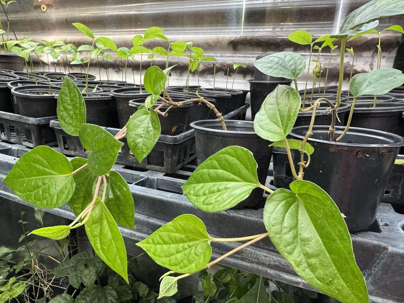 Chewing Betel Leaf Vine Plant - Well Rooted Pot for Ceremonies, Cây Trầu (Piper betle)