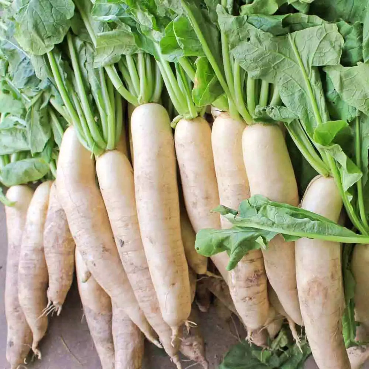 Daikon Radish Seeds 1 LB, Extremely Large Variety for Deer Food Plot, Raphanus sativus