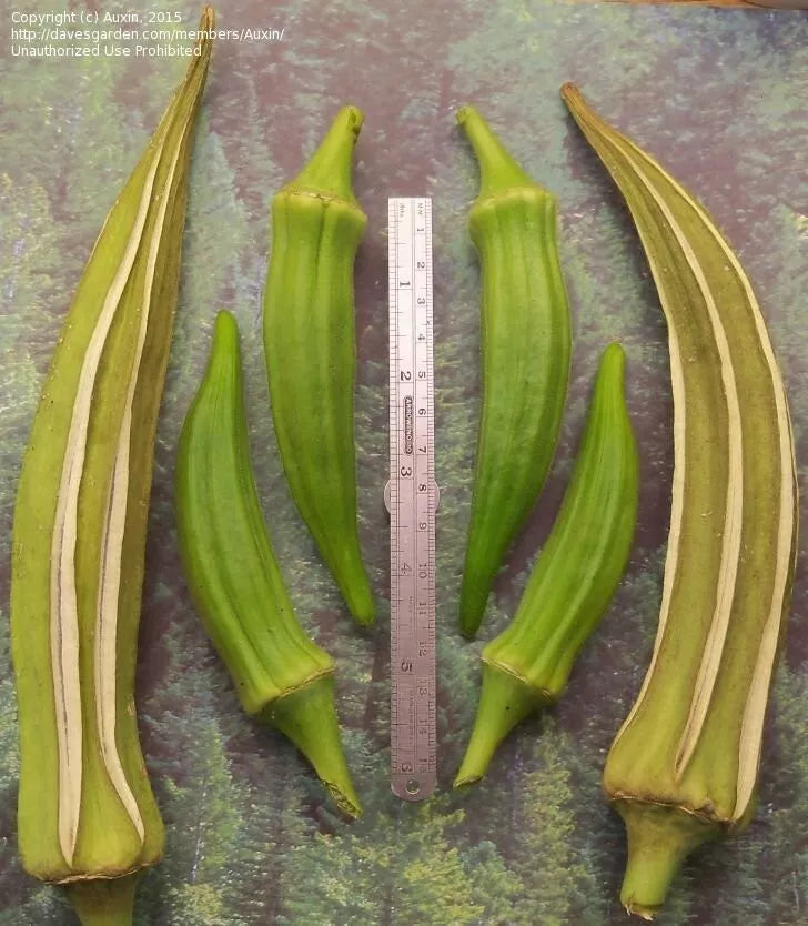 Louisiana Longhorn Cowhorn Okra Seeds - Heirloom, Non-GMO, Fresh - 100+ Seeds (Abelmoschus esculentus)