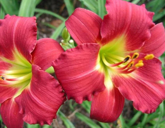 Daylily Live Plant Fan - Awarded Ruby Red Stella - Hemerocallis