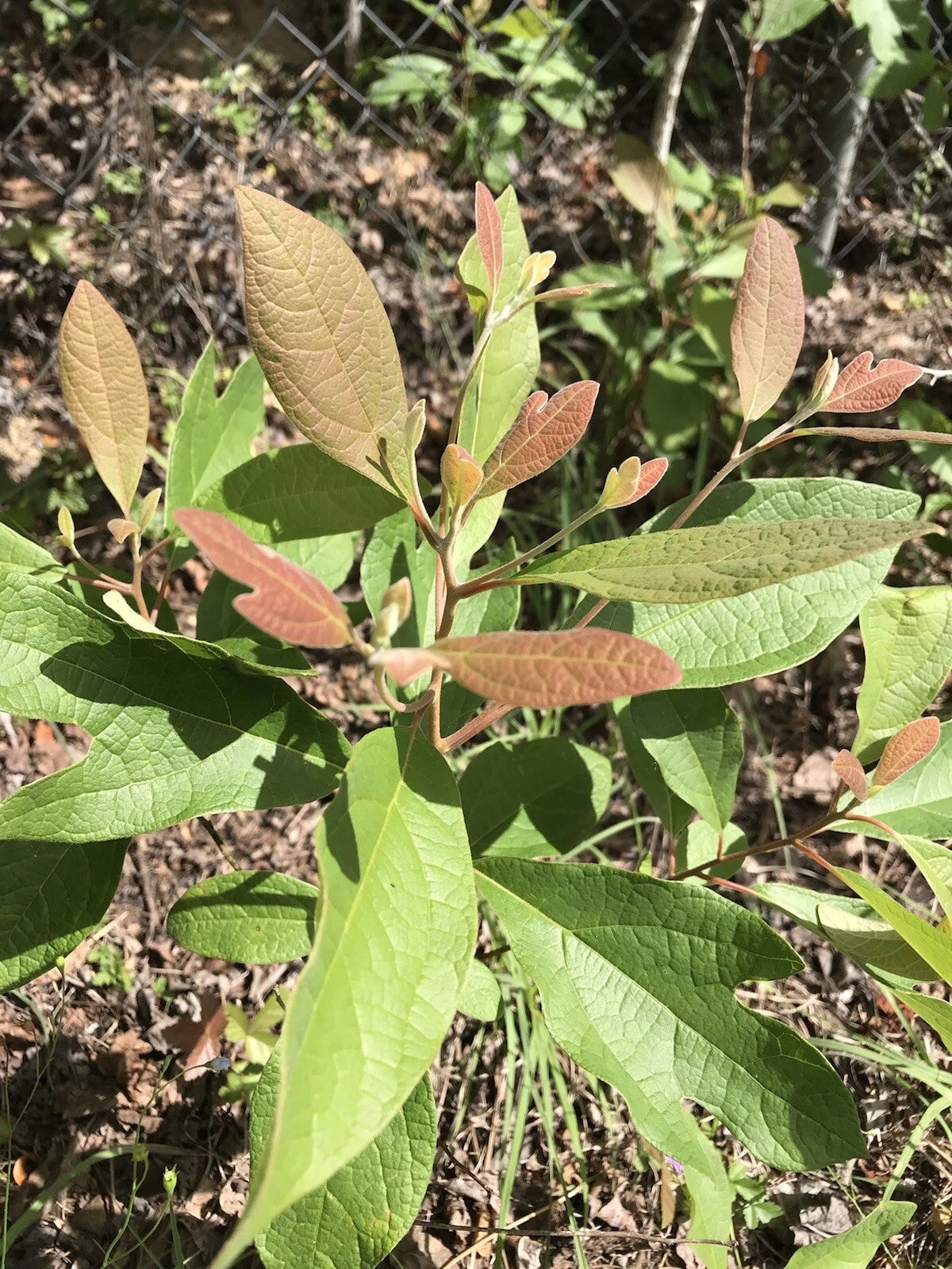 Sassafras Tree Cuttings - 6-8 Inch Easy to Root Tea Cuttings for Propagation - Sassafras albidum