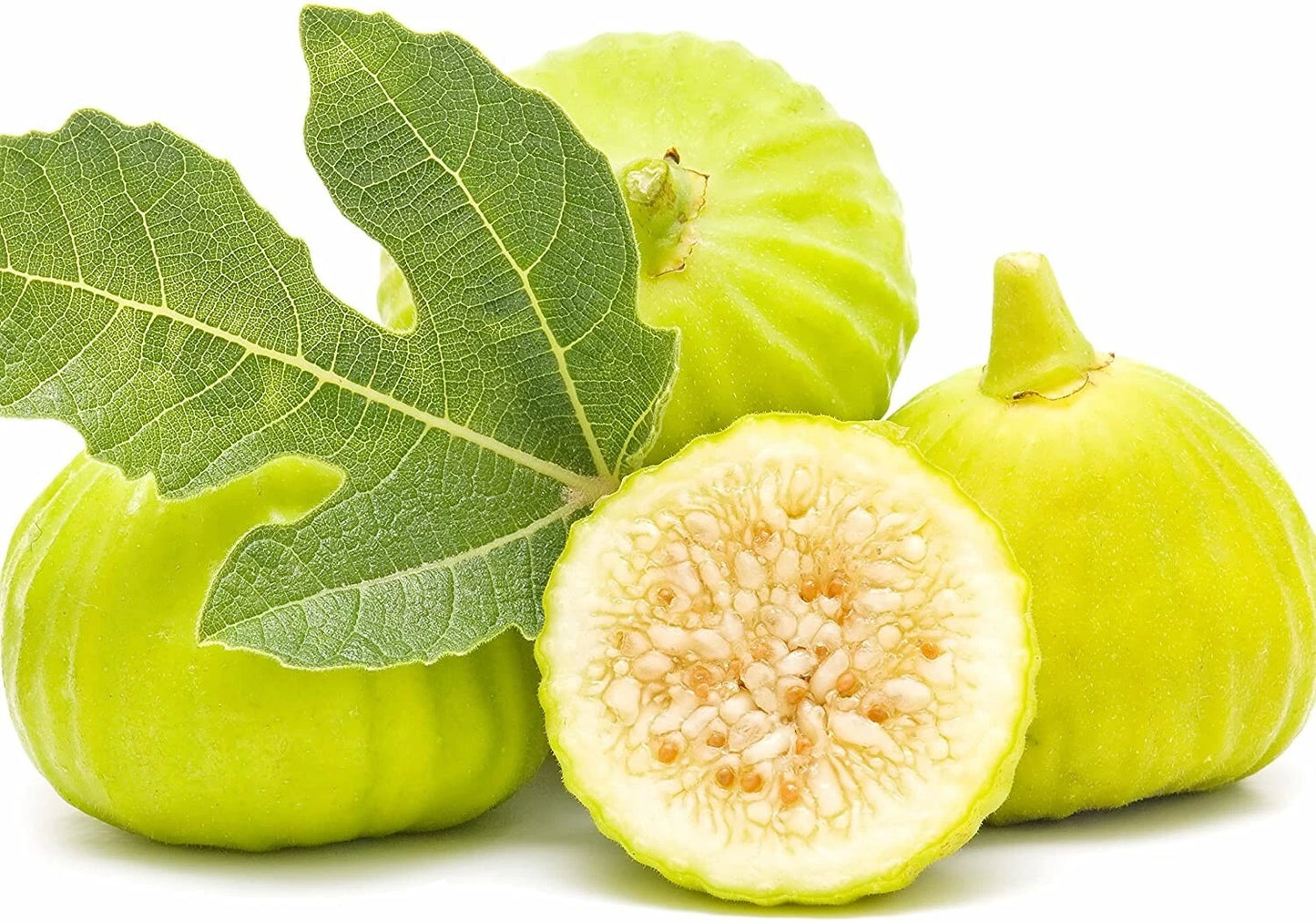 Marseilles Fig Plant - Live Rooted Cutting, Self-Pollinating, Ideal for Pots, Ficus carica