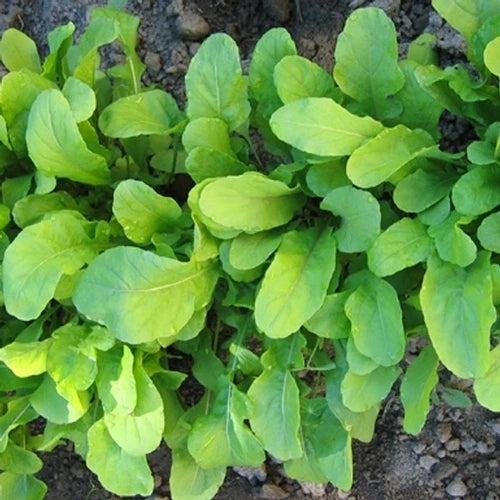 Arugula Seeds 750+ Count | Roquette Variety | Fresh Herb Seed for Gardening | Eruca sativa