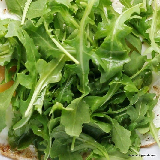 Arugula Seeds 250+ Non-GMO Roquette Greens - Free Shipping, USA Grown