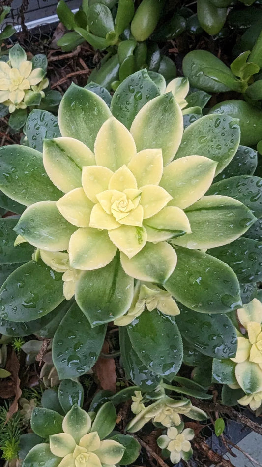 Aeonium Kiwi Cutting - 4" Unrooted - Beautiful Designer Plant - Succulent (Aeonium)