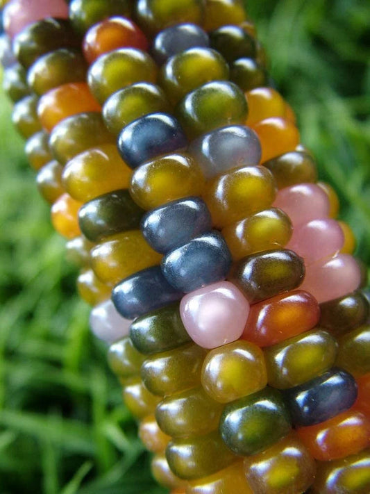 40 Indian Corn Seeds for Planting, Vibrant Glass Gem Variety, Zea mays
