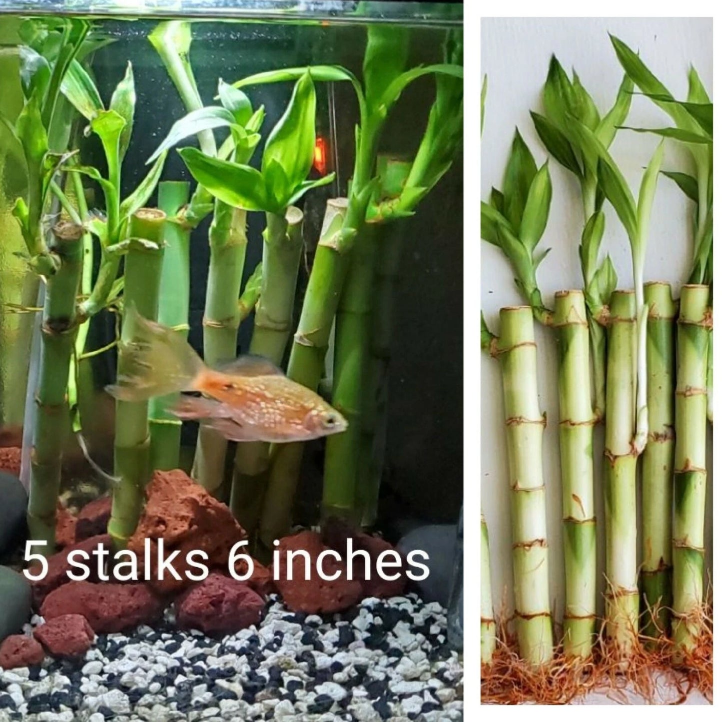 6" Lucky Bamboo Plant, 5 Stalks, Feng Shui Indoor Decor, Dracaena sanderiana, Live Perennial Gift Plant