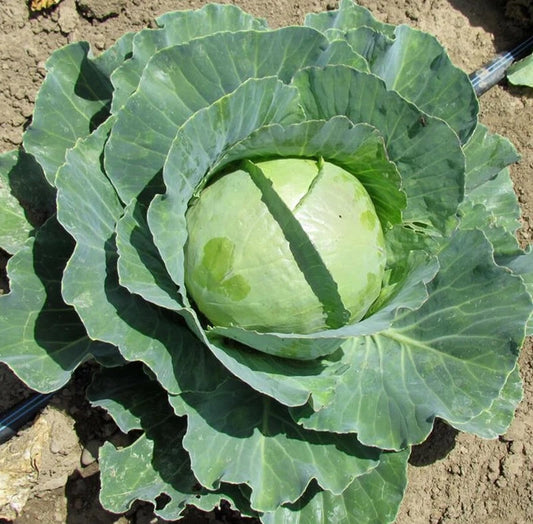 Cabbage Seeds - 200-4000 Seeds - Copenhagen Market Variety - Brassica oleracea - Grow Your Own Coleslaw!