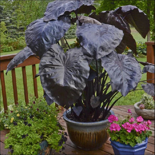 Black Coral Colocasia Plant, Large 1 Gallon, Elephant Ear, Colocasia esculenta