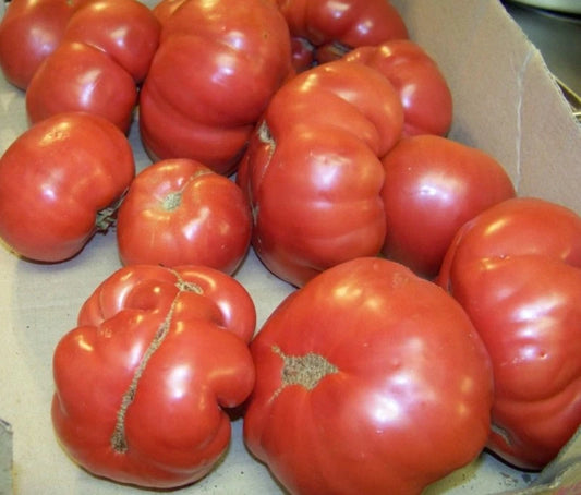 42 Tomato Seeds - Rutgers Heirloom - Organic Heirloom Variety - Solanum lycopersicum - GroCo USA