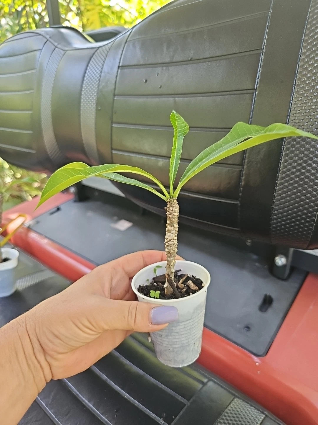Rooted Bridal Bouquet Live Plant 8" White Plumeria pudica Frangipani No Cutting