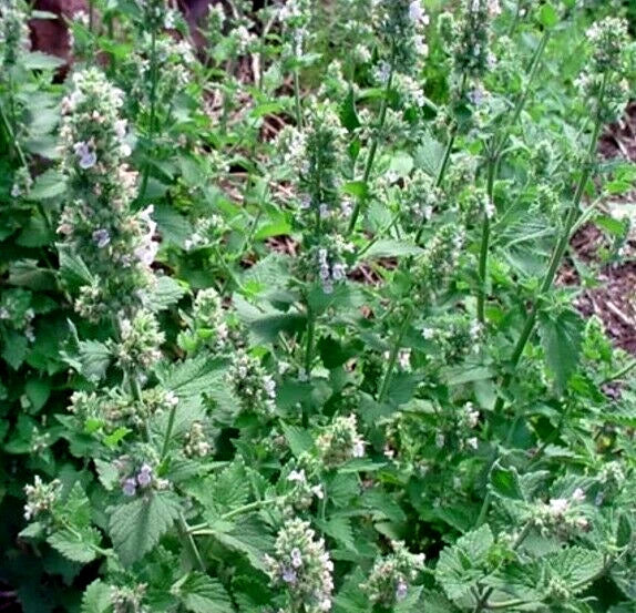 Catnip Seeds 200++ Organic Non-GMO Nepeta cataria Catswort Herb for Cats