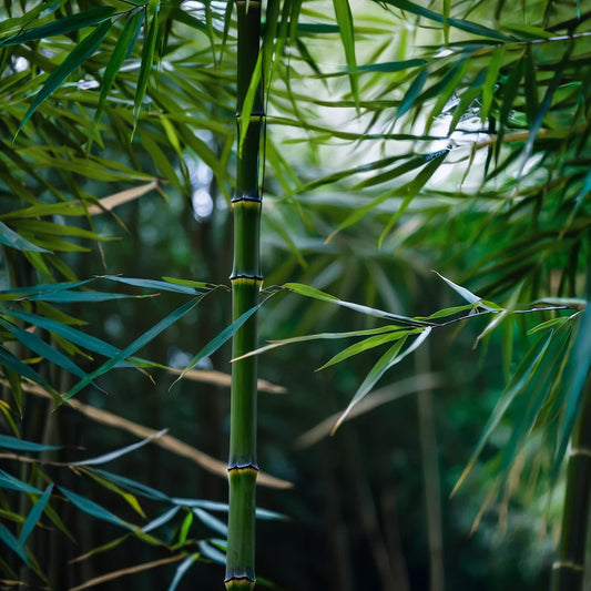 Bamboo Seeds - 50 Pack - Clumping Privacy Plant for Garden - Square Stem - Ideal Shade Screen - Fast Growing
