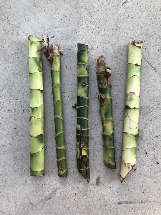Dracaena Fragrans Fresh Cuttings - 5 Easy to Plant House Plants, No Root Required, Ideal for Indoor Gardening