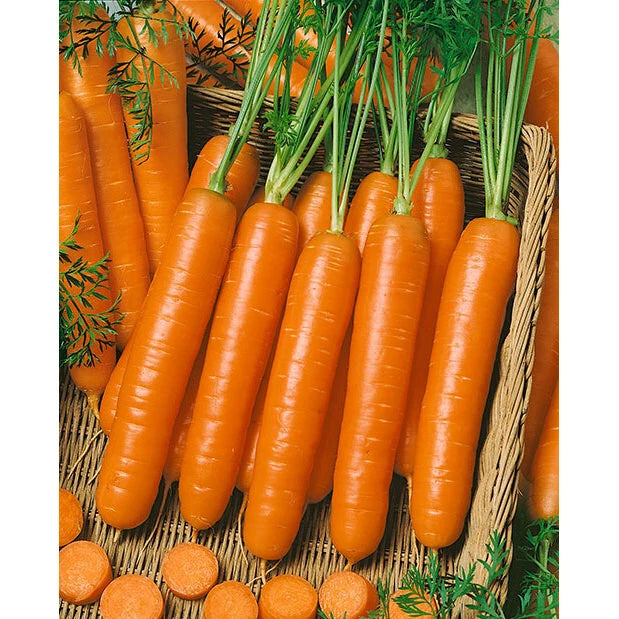Carrot Seeds - Little Fingers Variety - Fresh Seeds - Daucus carota