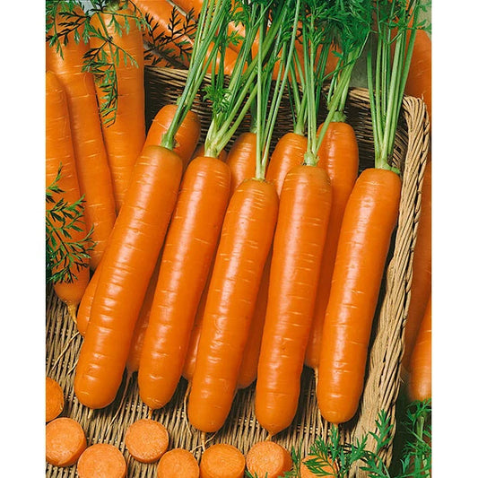Carrot Seeds - Little Fingers Variety - Fresh Seeds - Daucus carota