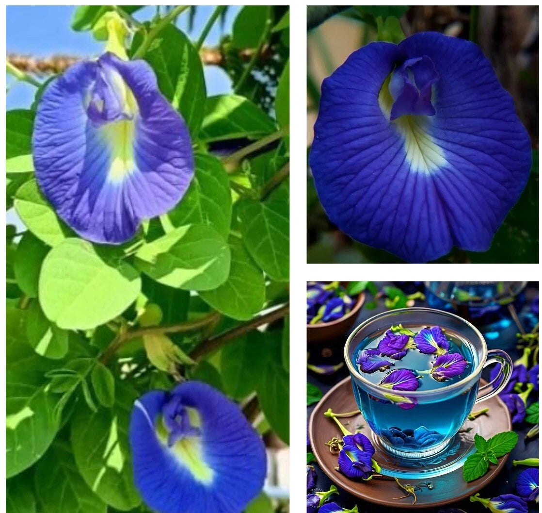 Butterfly Pea Seeds - 12 Seeds, Clitoria Ternatea, Asian Pigeonwings, Edible Flowers, Vivid Blue Color, Buy 2 Get 1 Free