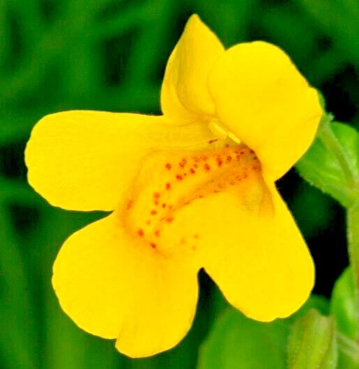 Yellow Monkey Flower Seeds, 150 Count, Hardy Perennial, Mimulus guttatus, Gold Monkey Variety
