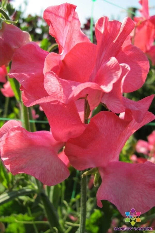 Joan Elizabeth Sweet Pea Seeds - 50+ Pack - Fragrant Garden Flowers - Lathyrus odoratus - USA Free Shipping
