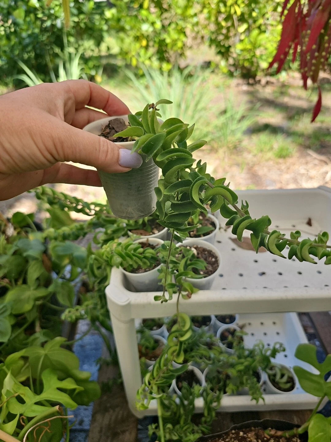 Aeschynanthus Twisted Rasta Lipstick Plant Rooted in 2.5" Pot - Indoor Houseplant - Vibrant Green Foliage