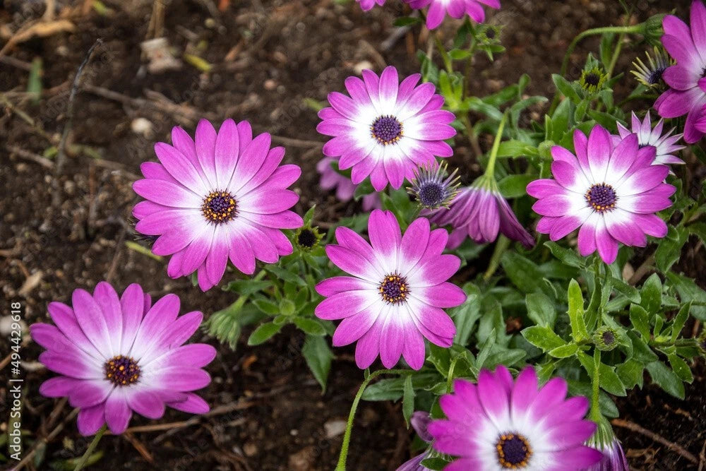 Cape Daisy Seeds - 200+ White & Pink Varieties for Garden Planting - Osteospermum