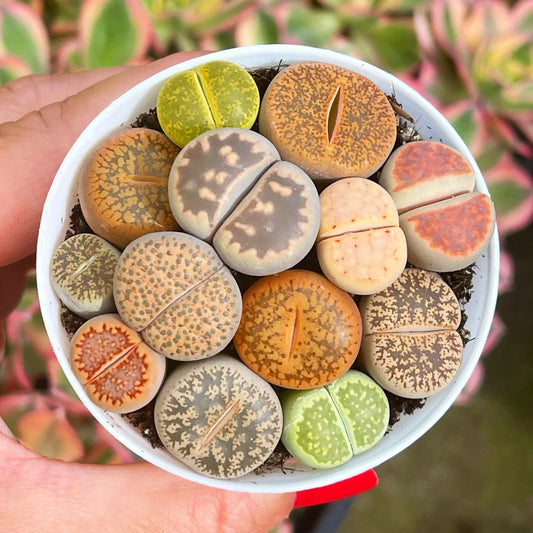 100pcs Mixed Succulent Seeds - Living Stones Lithops Seeds - Diverse Varieties for Home Gardening - Easy to Grow
