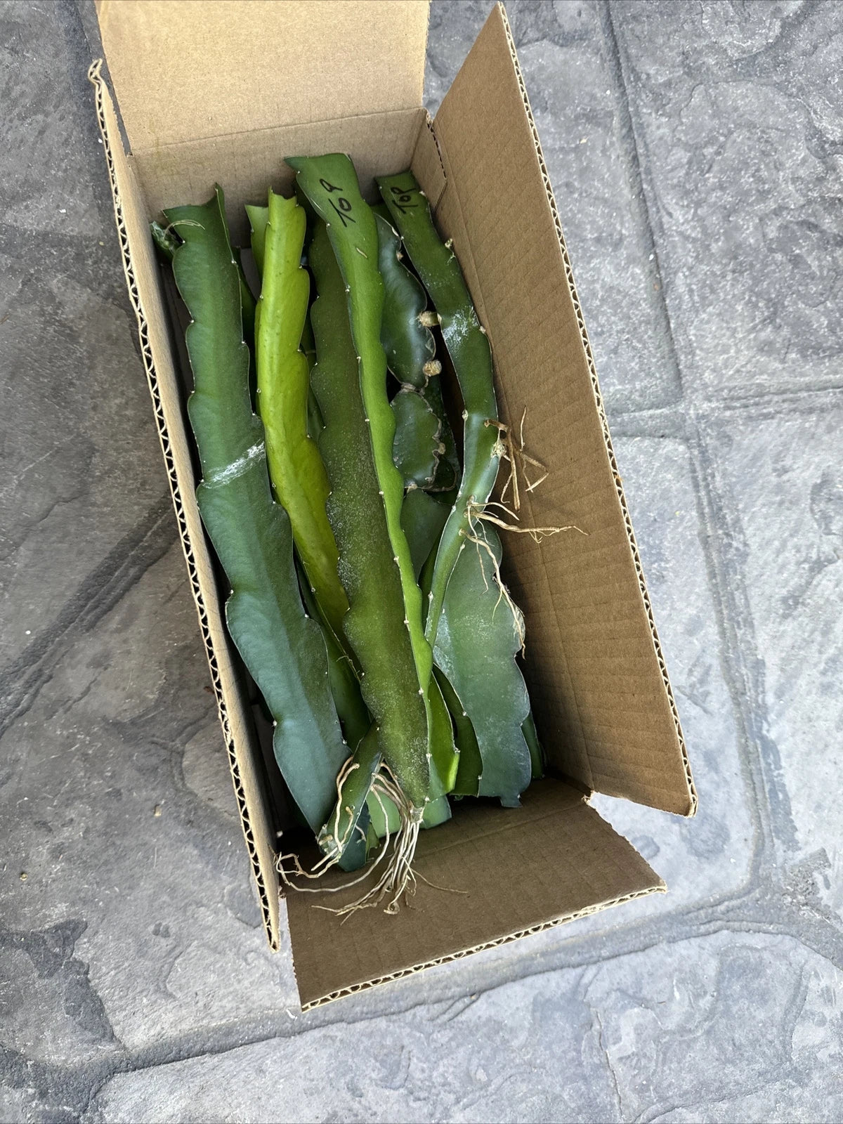 Dragon Fruit Cuttings 12 Pack 8-14 Inches Long Hylocereus undatus - Fresh Succulent Plant Propagation