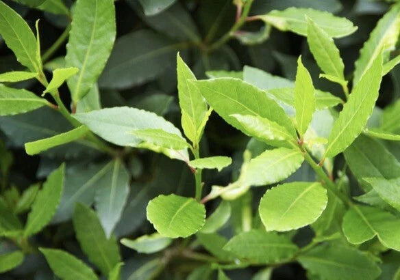 Bay Laurel Tree Cuttings - 10 Stem Cuttings for Propagation - Culinary Plant - Bay Leaf (Laurus nobilis)