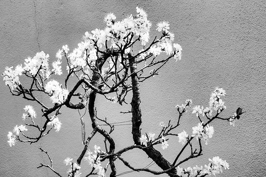 Cherry Tree Bonsai Seeds - 20 Pack - Prunus avium - Ideal for Planting and Growing Indoor or Outdoor Bonsai Trees