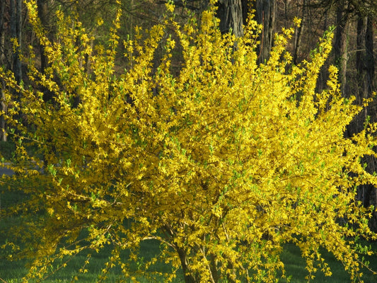 10 Forsythia Bush Cuttings - Lynwood Gold Variety - Easy to Root - Forsythia x intermedia 'Lynwood'