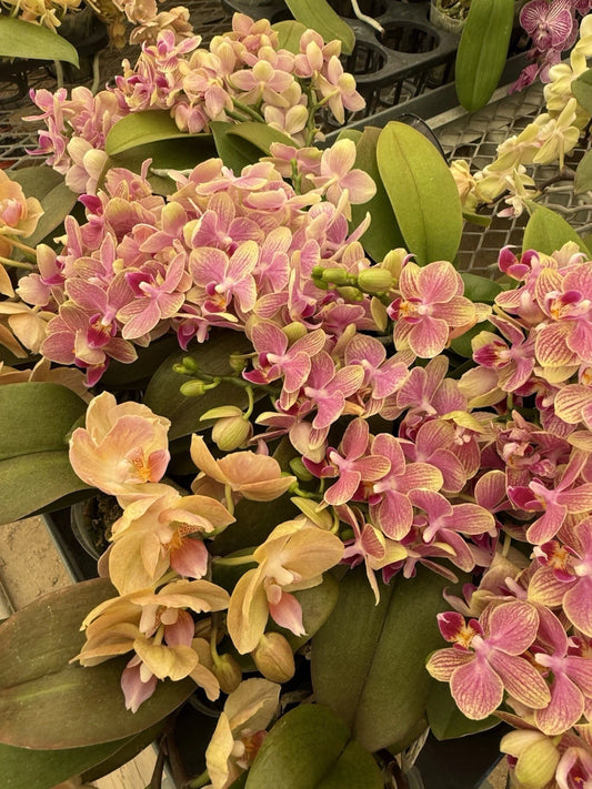 Mini Phalaenopsis Orchid Plant in Bloom, 2-inch Pot, Colorful Houseplant, Phalaenopsis spp.