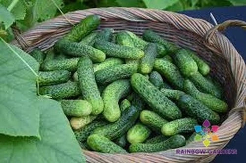 Kirby Cucumber Seeds - 25+ Pack - Ideal for Garden Planting - Cucumis sativus - USA