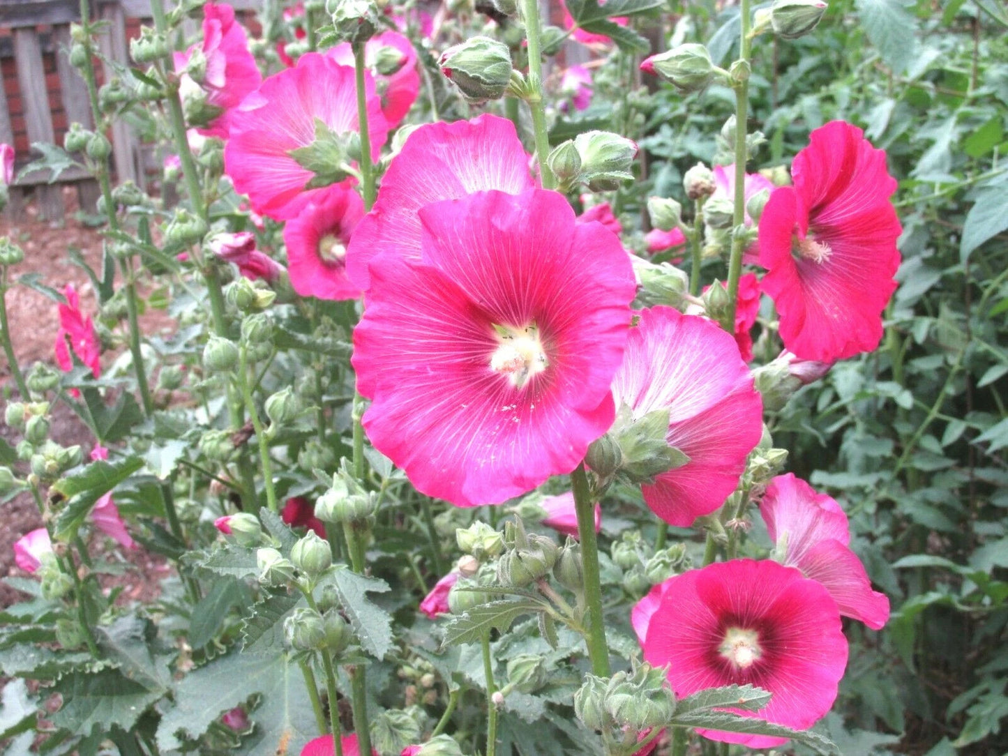 50 Pink Hollyhock Seeds - Heirloom Wildflower Garden, Drought & Heat Tolerant, Alcea rosea