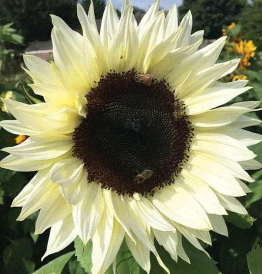 Italian White Sunflower Seeds 50+ Annual Flower Garden for Bees and Birds Helianthus annuus - Free Shipping