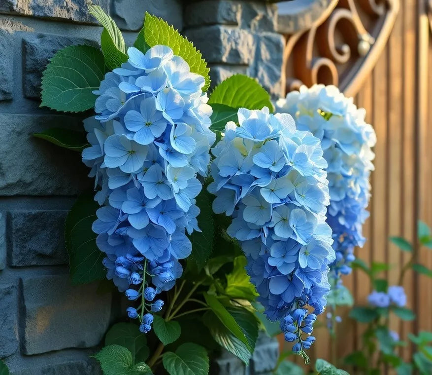 Blue Weeping Wisteria Vine Seedling - 1 Year - Blue Flowers - Wisteria floribunda