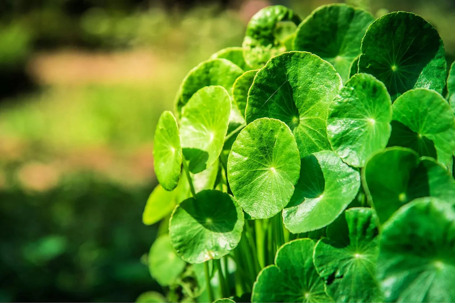 Gotu Kola Seeds 50 Pack - Centella asiatica, Pennywort, Organic Herbal Gardening Seeds for Planting