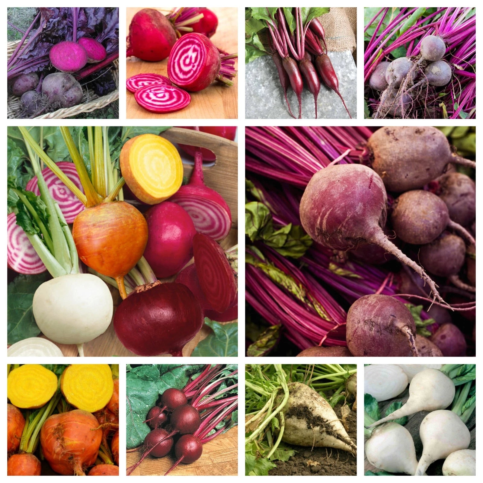 Beet Seeds Collection - NON-GMO, 10 Varieties, Heirloom and Hybrid Options, Beta vulgaris