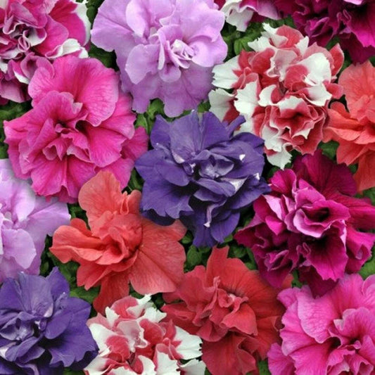 50 Double Mix Petunia Seeds for Flower Containers, Hanging Baskets, Window Gardens - Petunia x hybrida