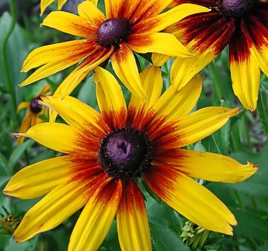 Gloriosa Daisy Seeds 2000+ Biennial Wildflower Garden Flowers for Bees Rudbeckia hirta
