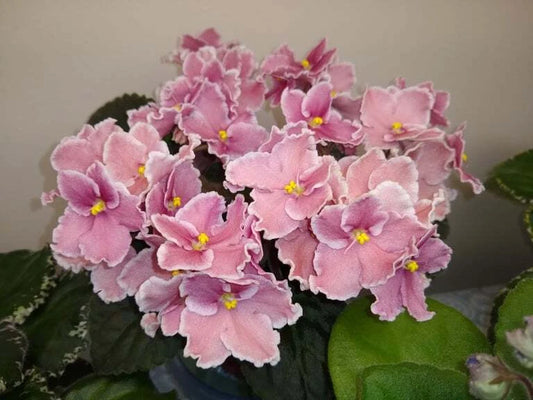 African Violet Leaves - 2 Pack - *Rockin' Robin* - Saintpaulia ionantha
