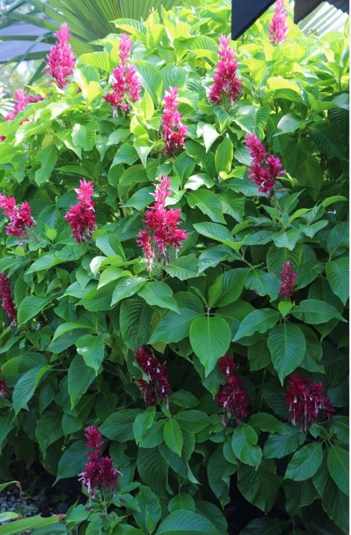 Brazilian Red Cloak Cuttings - 7 Fresh Cuttings for Easy Rooting - Neoregalia 'Eureka'