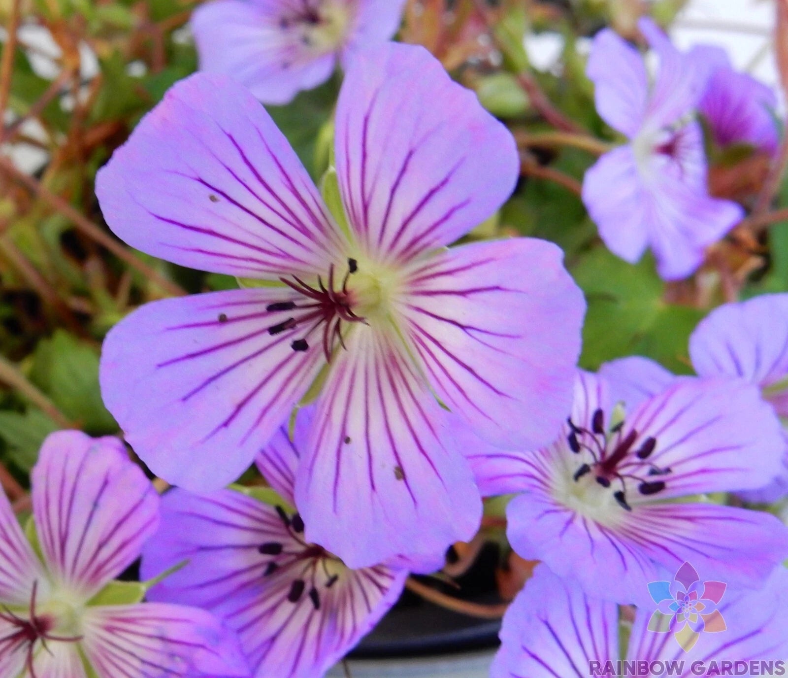 Magical Joy Geranium Seeds - 25+ Pack for Garden Planting - Pelargonium hortorum - USA Grown