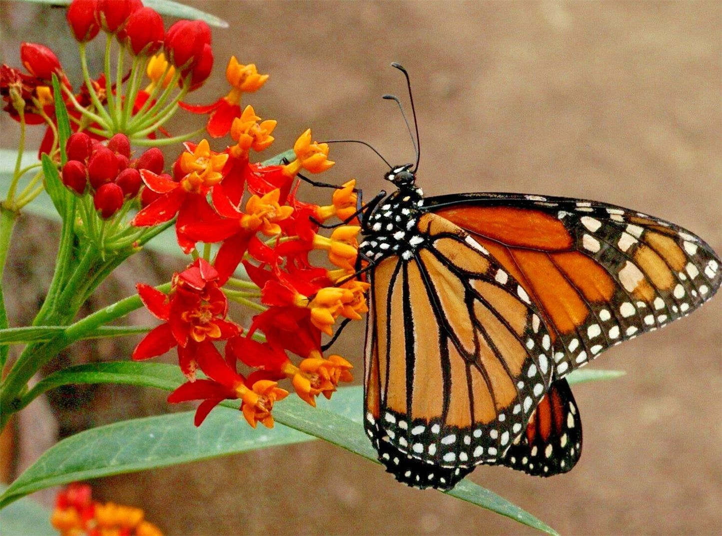 Bloodflower Milkweed Seeds - 101+ Annual Wildflower, Drought & Heat Tolerant Plant, Asclepias curassavica