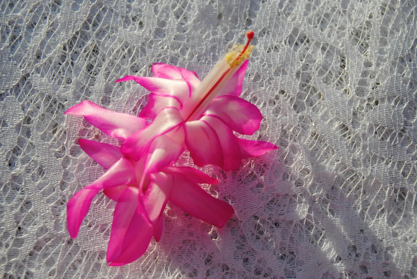 Christmas Cactus Starter Plant - Fairy Queen - Schlumbergera Truncata - Well Rooted, Healthy Plant