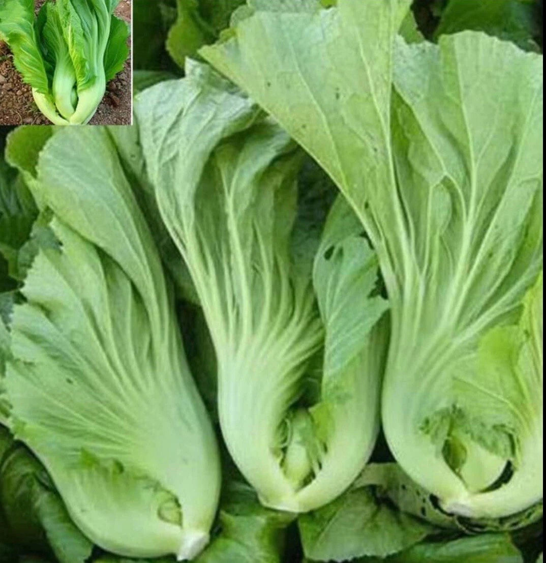 Chinese Mustard Seeds 200+ Seeds Shuidong Gai Choi Shealihong Brassica juncea