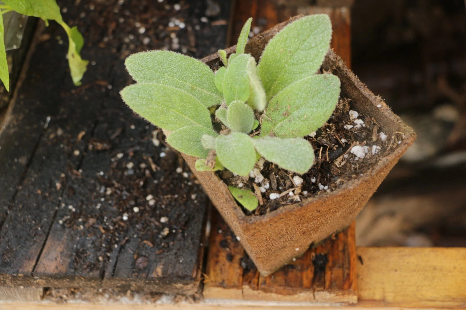Live Mullen Plants in 4 Inch Pots - Verbascum thapsus - Perennial ...