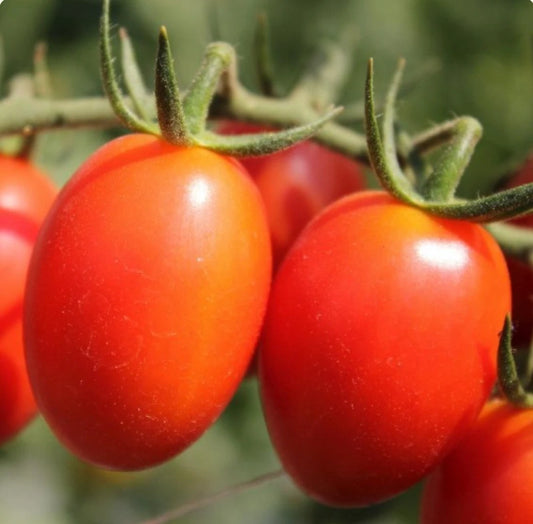 200 RIO GRANDE ITALIAN PASTE TOMATO SEEDS for Gardens - Solanum lycopersicum